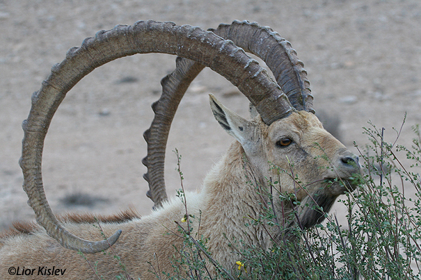 יעל Nubian Ibex  Capra ibex nubiana                                                הר הנגב  אפריל 2006